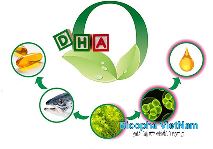 Bổ sung DHA từ thực phẩm hàng ngày