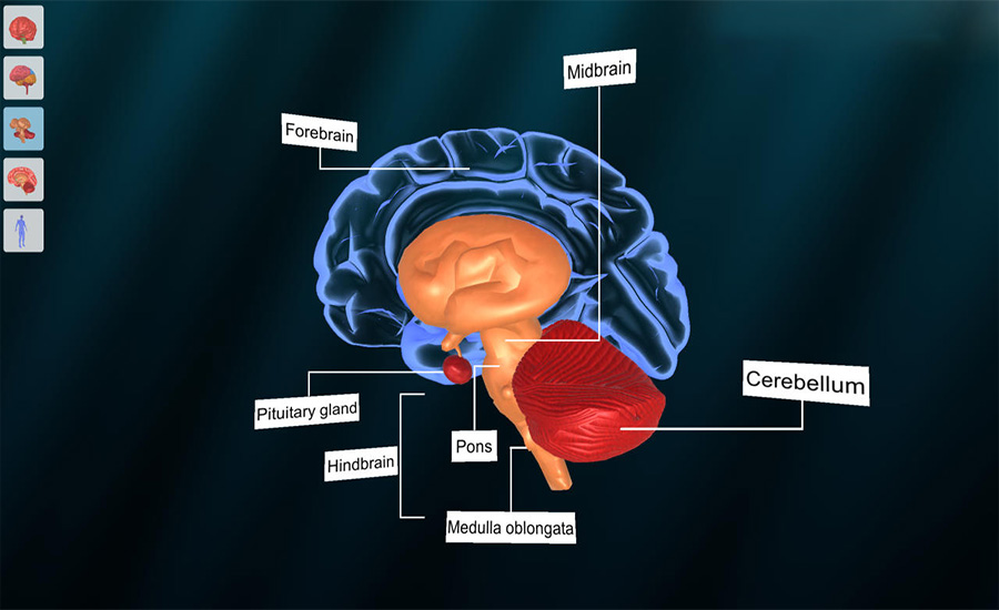 Tìm hiểu về não bộ và chức năng của não