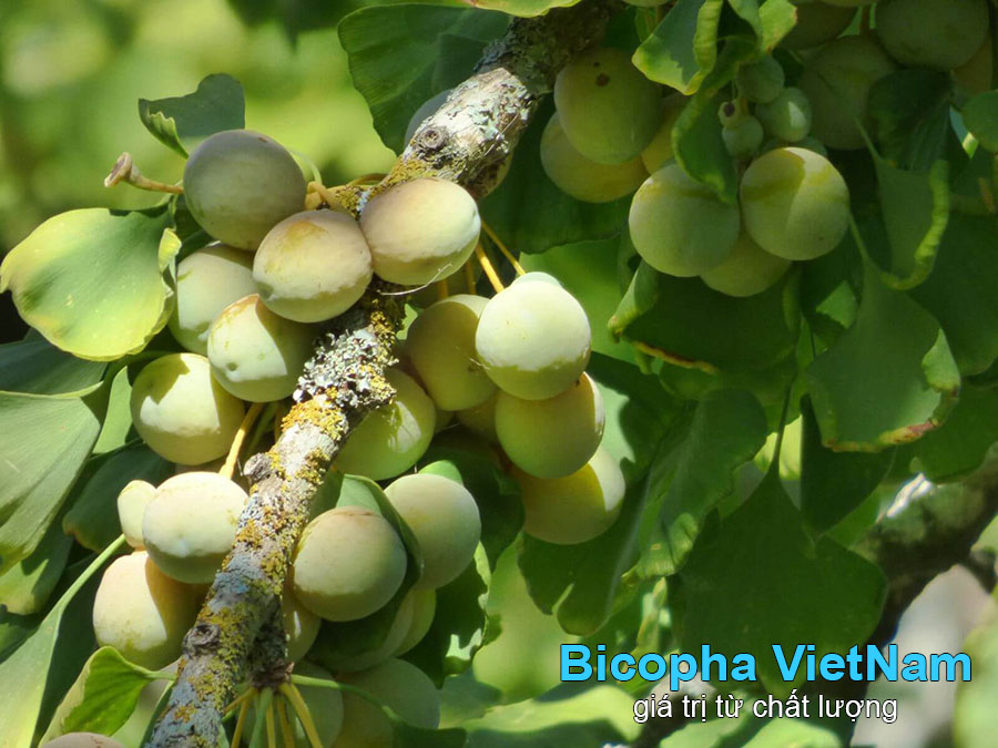 Tác dụng của từng thành phần trong Zirkulin Ginkgo Biloba